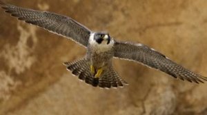 Discovery: Природа Ближнего Востока / Wildest Middle East 4 серия «Каспий - Скрытая колыбель»