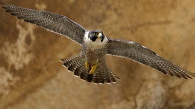 Discovery: Природа Ближнего Востока / Wildest Middle East 4 серия «Каспий - Скрытая колыбель»