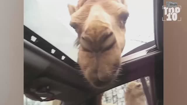 СМЕХ БЕЗ ГРАНИЦ: ПОДБОРКА СМЕШНЫХ ВИДЕО И ПРИКОЛОВ смотреть онлайн