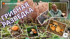 Грибная разведка 21 июня 2025. Всеволожский район.