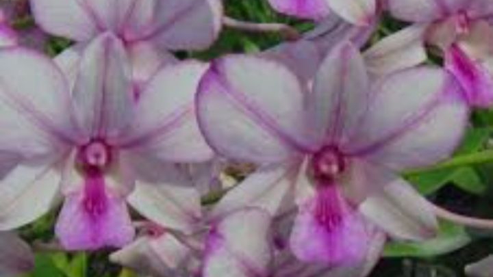 П-3. Ч-6. Ден. Popey - 81 день, Уход и содержание в домашних условиях  период межсезонья. Часть 6