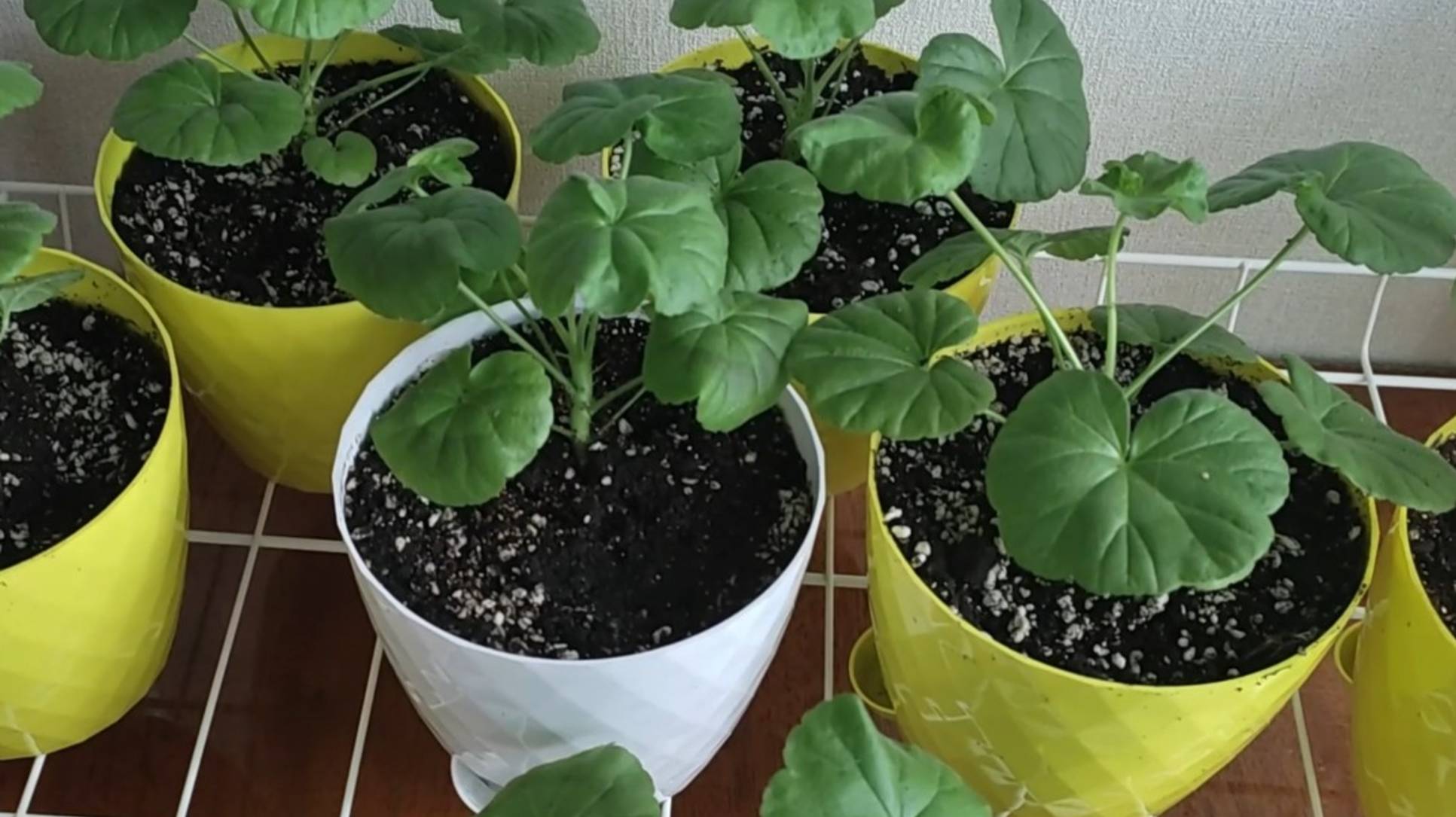 Пересадка пеларгоний и немного о мимозе Стыдливой смотреть онлайн