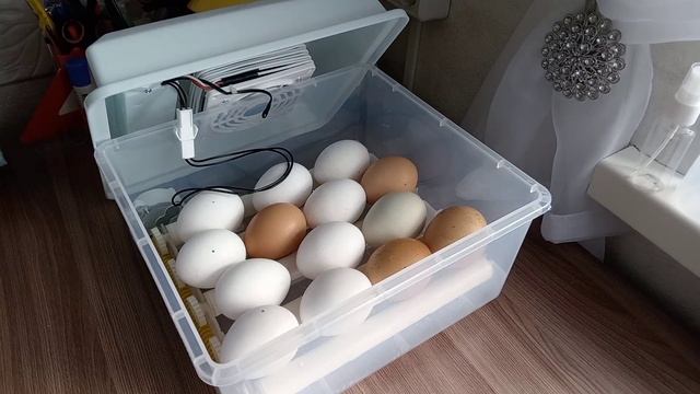 Как выглядит эмбрион курицы