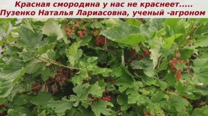 Красная смородина- не болеет, не  капризна. Подвзали ее и она растет и плодоносит ежегодно.