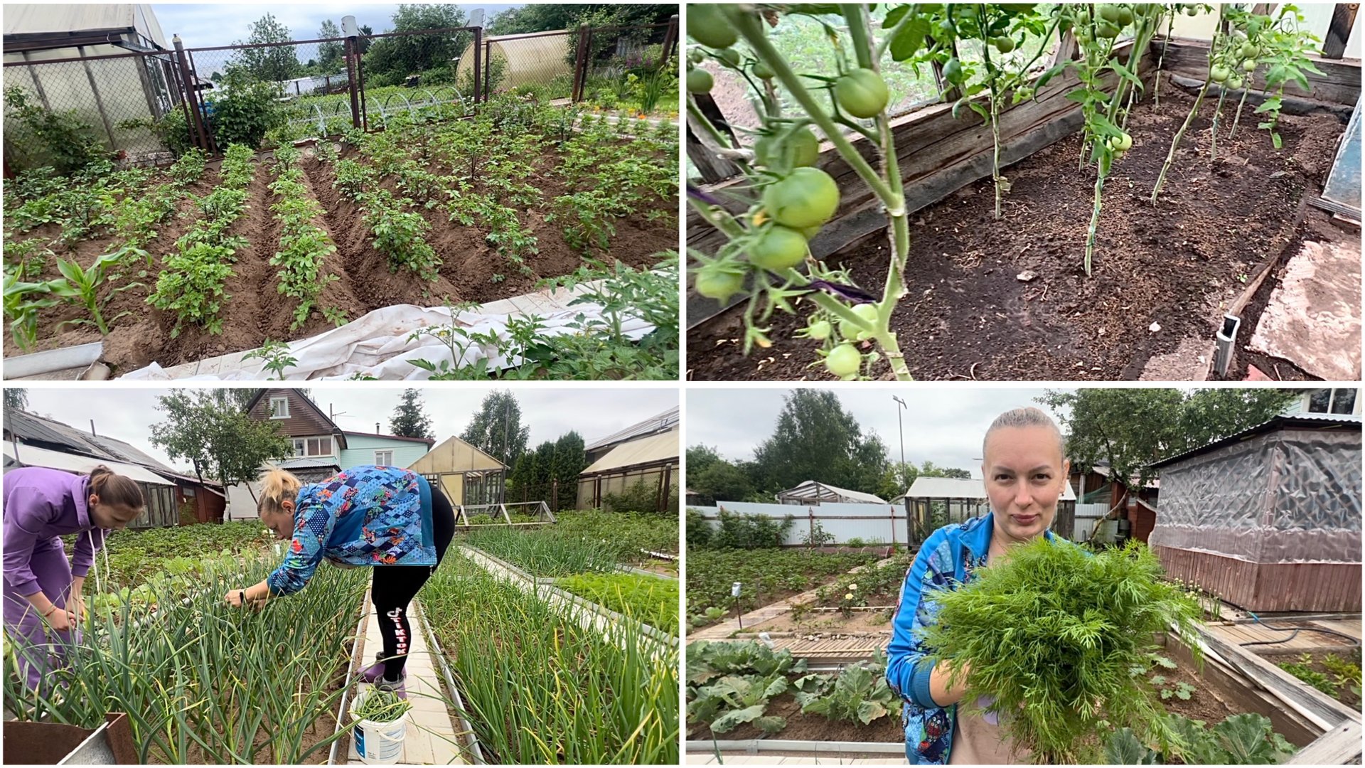 21 июня. На даче. Чесночные стрелки. Помидоры. Окучили картошку. Зелень на заморозку. Обработка лука смотреть онлайн