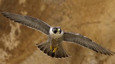 Discovery: Природа Ближнего Востока / Wildest Middle East 1 серия «Иордания - Жаркий котел природы»