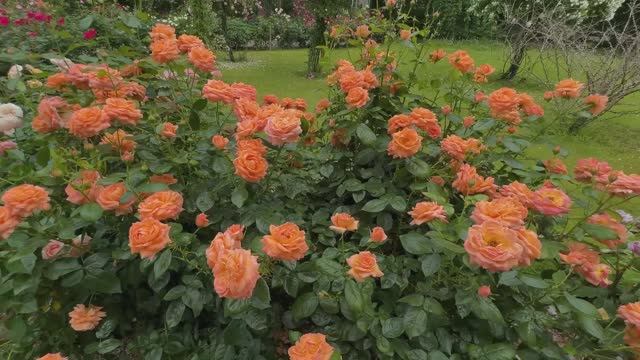 САДЫ ЯПОНИИ. БОЖЕСТВЕННЫЙ РОЗОВЫЙ САД Rosa Berry Tawada Награда за выдающиеся достижения 2025 смотреть онлайн