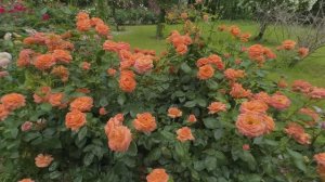 САДЫ ЯПОНИИ. БОЖЕСТВЕННЫЙ РОЗОВЫЙ САД  Rosa Berry Tawada  Награда за выдающиеся достижения  2025