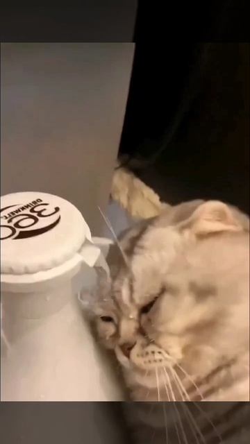 Забавные котики 🐈🐈🐈 смотреть онлайн