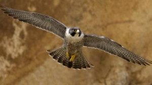 Discovery: Природа Ближнего Востока / Wildest Middle East 3 серия «Турция - Жизнь на грани»