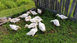 22-06-2025 Жизнь в деревне 🏡.