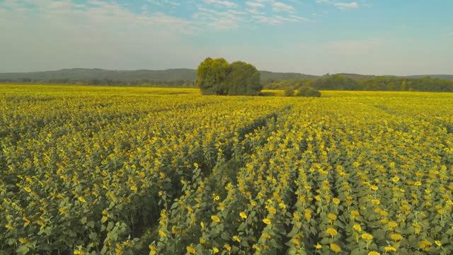 Кубань и Адыгея / Футаж смотреть онлайн