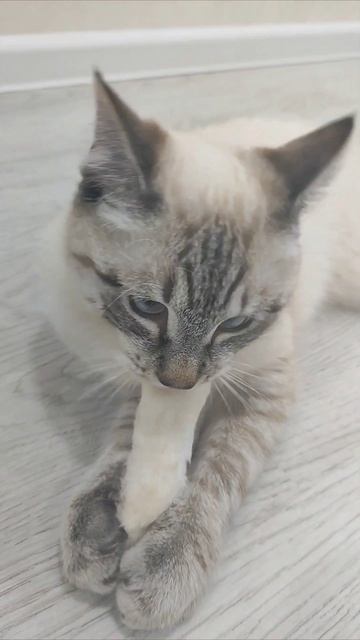 В ход пошла кроличья лапка