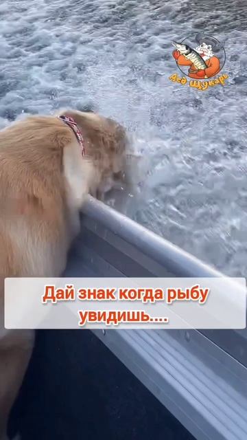 все о рыбалке и для рыбалки. подпиштст, поставь лайк #рыбалка #рыболовныймагазин #рыбалкавидео