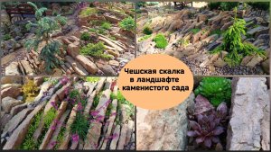 Прогулка по саду. Чешская скалка  в ландшафте каменистого сада.