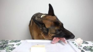 ❤️ Собака кушает разные вкусности - Залипательный релакс АСМР ❤️