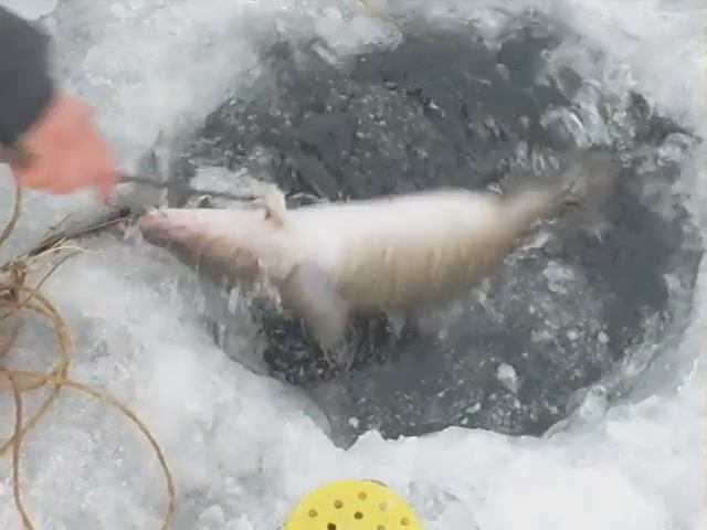 Ушёл налим....AVI