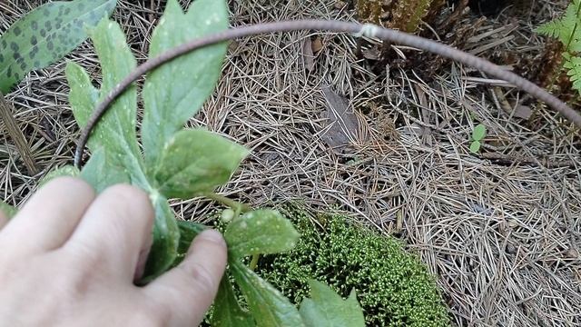 Пятнистый Подофилум для нашего сада 2025 смотреть онлайн