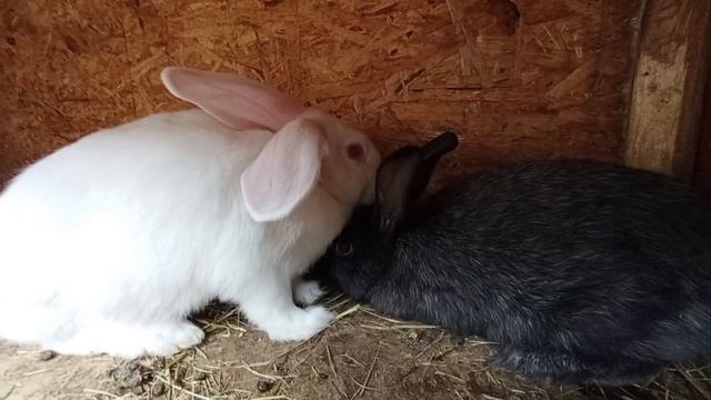 Кролики. Серебристый и поместный