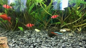 Новые РЫБКИ в нашем АКВАРИУМЕ