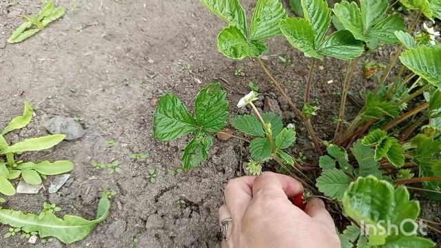 Я приболела, обзор цветов и у нас разбирают старый магазин. смотреть онлайн