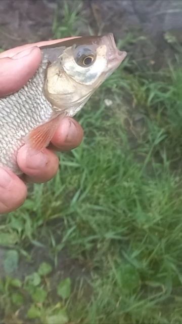 Подъязки на поплавочную удочку в дождь