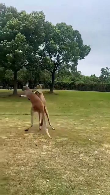 Kangaru Shorts #viral #Kangaroo