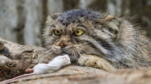 МАНУЛ и другие редкие и удивительные ДИКИЕ КОШКИ, о которых мало кто знает