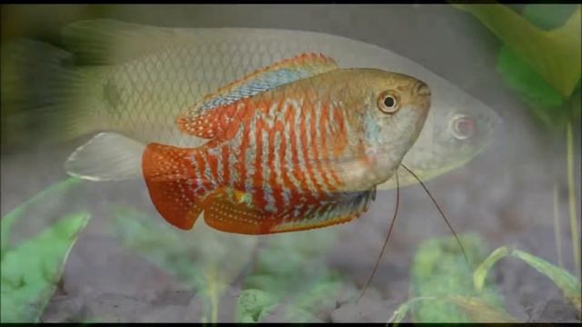 ЛАБЕРИНТОВЫЕ РЫБЫ