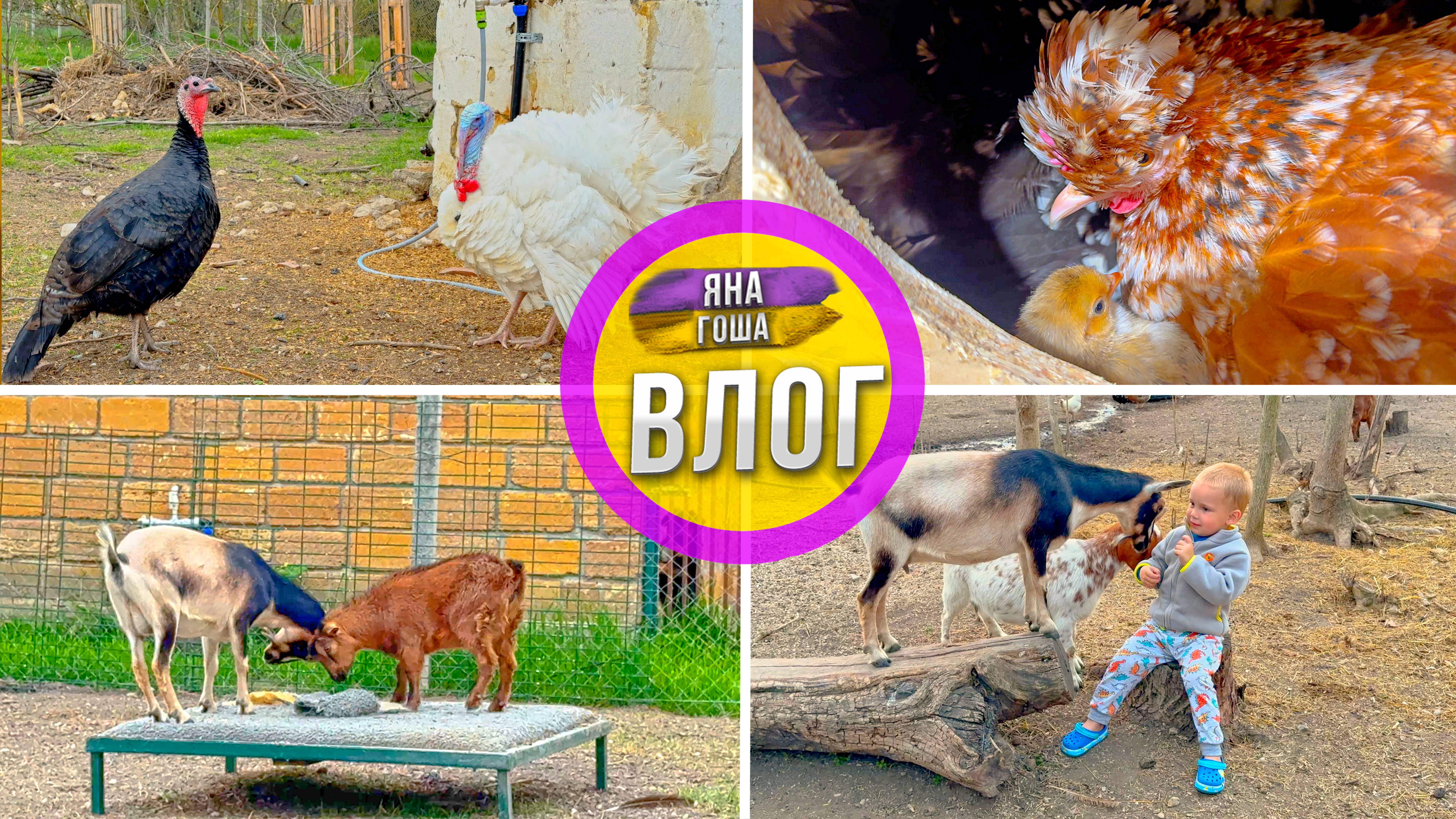 Цыплята - вылупляются! Козы - дурят! Новый индюк - в шоке! Мы - работаем! Крымский Хутор смотреть онлайн