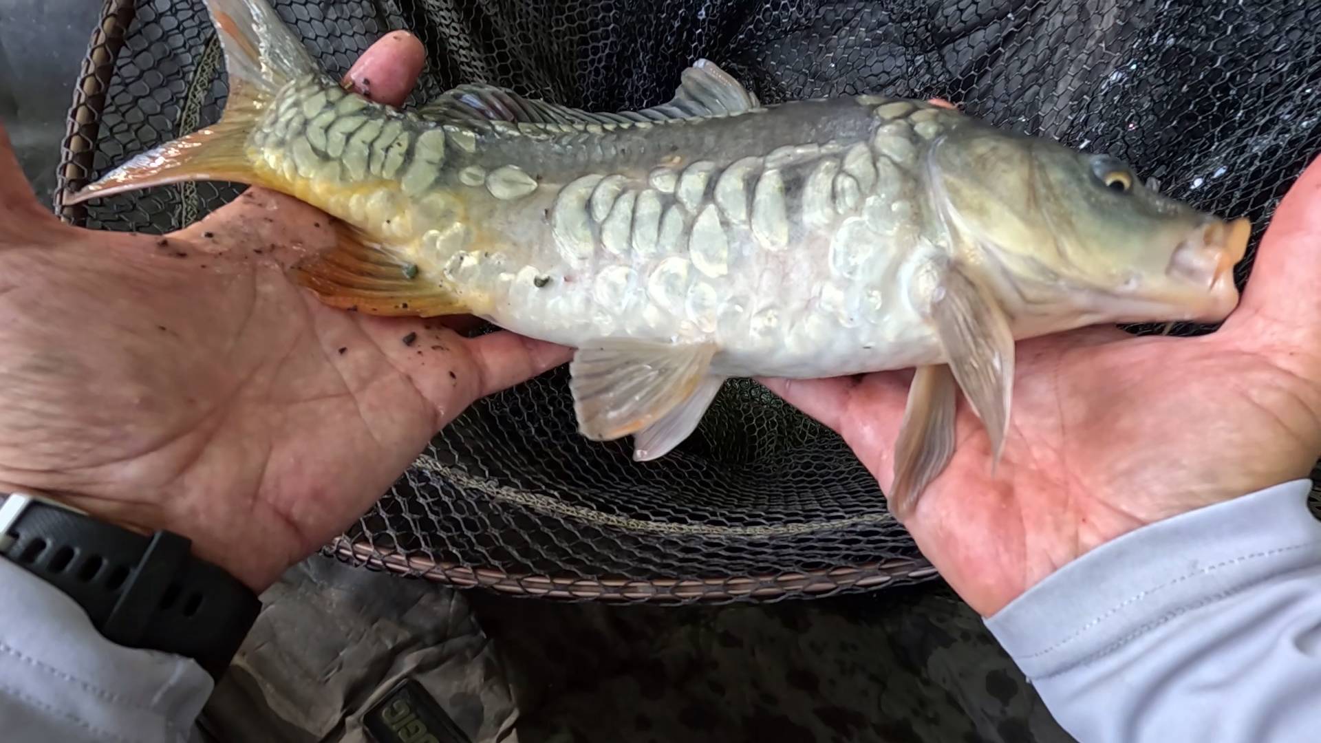 Рыбалка на карпа и амура, ловля на флэт-фидер смотреть онлайн