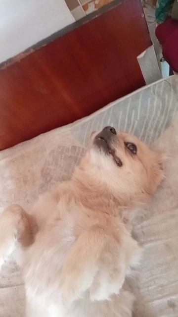 Как я снимаю смешные моменты с собакой