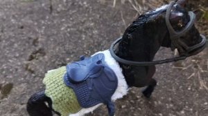 Один день глазами лошади