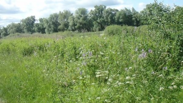 Разнотравие