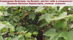 Черная смородина Экзотика- все же лучший сорт смородины, не болеет, мало повреждается вредителями