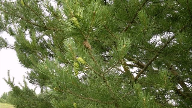 Фотозарисовка Месяц июнь смотреть онлайн