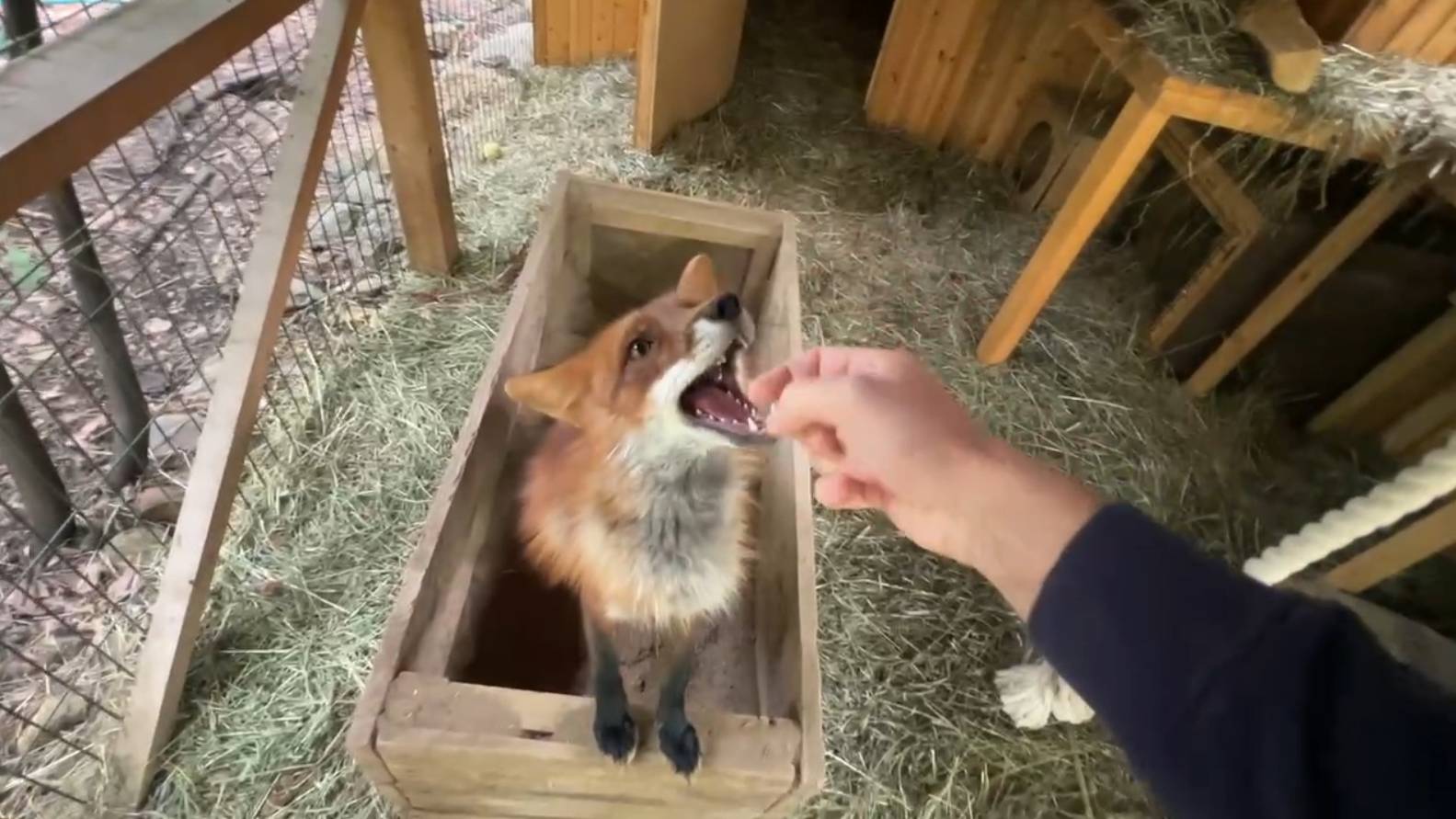 Лиса-Алиса. Лис Игнис устроил ночную истерику смотреть онлайн