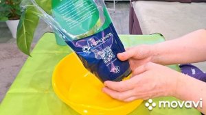 КОМНАТНЫЕ РАСТЕНИЯ(ЦВЕТЫ).НОВИНОЧКИ.АЛОКАЗИИ ИЗ МАГНИТА И ПЯТЕРОЧКИ.