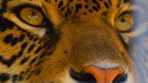 8K Video Ultra HD 120 ｜ Best of Dolby Vision 8K 120fps