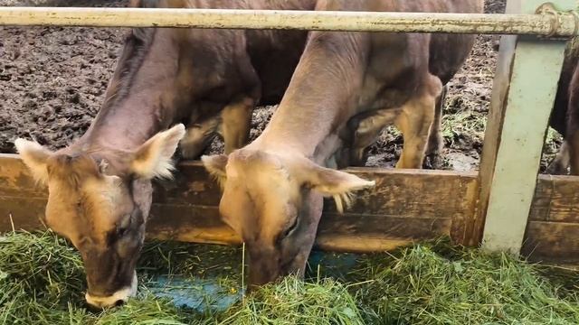 Молочно - сырная ферма в Шешенино. Нижегородская область. Одна семья справляется с огромным хозяйств смотреть онлайн
