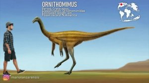 Орнитомимозавры. Размеры.