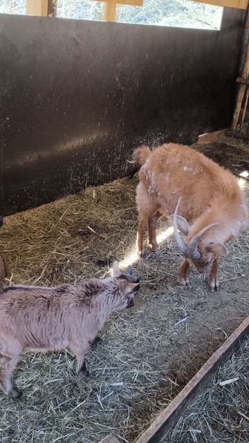 Забодай, если сможешь. Кисловодск. Карачаево-Черкессия. Козы. #козы #кисловодск #медовыеводопады смотреть онлайн