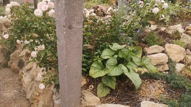 Честно о розах: роза Лариса