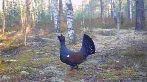 Фотоловушка засняла токующего глухаря. Два месяца наблюдений за током. Весна 2025 года