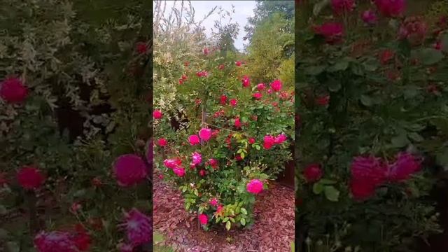 Время роз 🌹🌹🌹