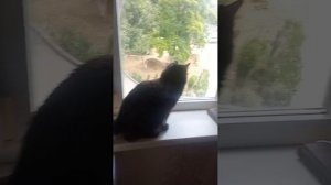 Котенок первый раз увидел бабочку