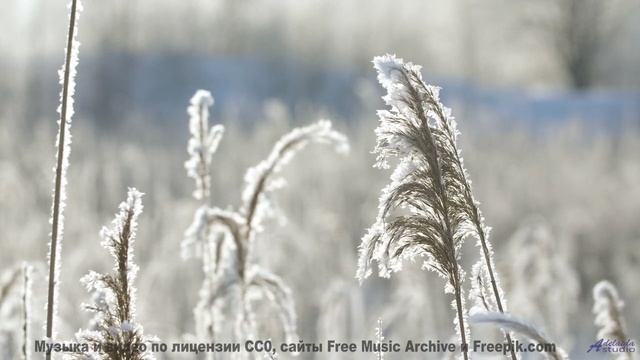 Почему это видео вызывает такие сильные эмоции - Raccoon Family Robinson -- Podington Bear -- Haples