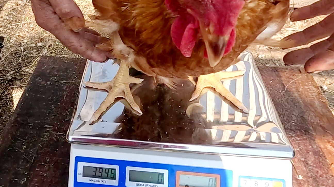 Отличный вес у бройлеров... В 65 дней Ред Бро почти 4 кг... смотреть онлайн