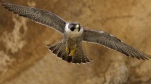 Discovery: Природа Ближнего Востока / Wildest Middle East 2 серия «Египет - Выживающие в пустыне»