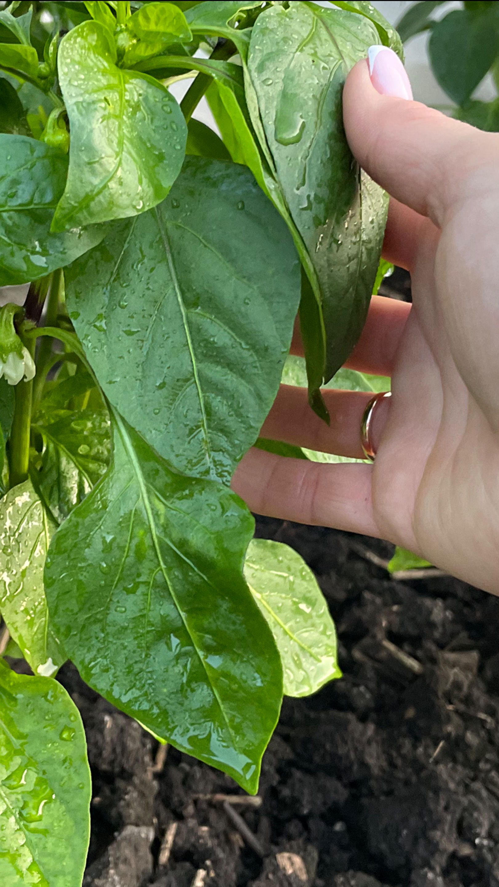 Подкормка перца, урожая и завязей в 2 раза больше!